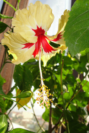 hibiscus Silvya Goodman