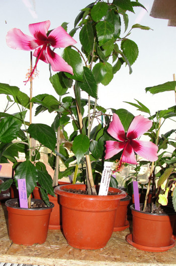 hibiscus Fijian Island