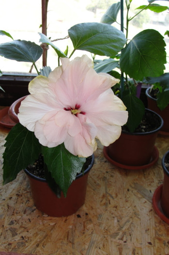 28.09.12 - B-hibiscus-2012 4