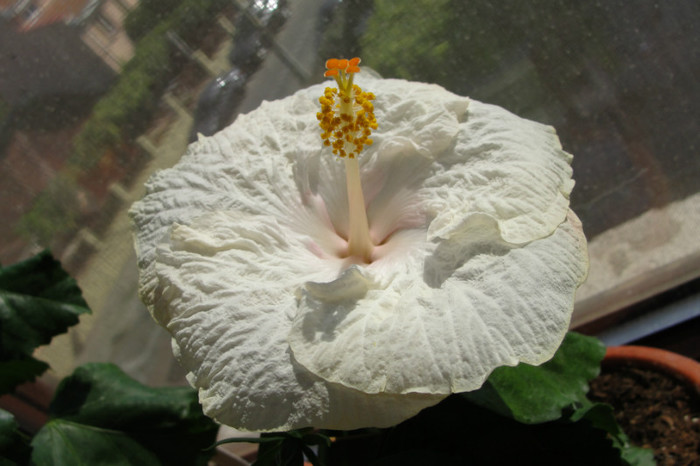 hibiscus Soft Shoulders