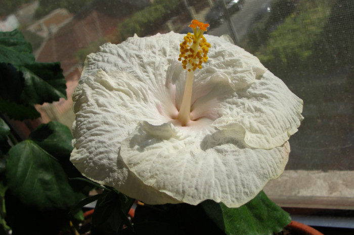 29.09.12 - B-hibiscus-2012 4