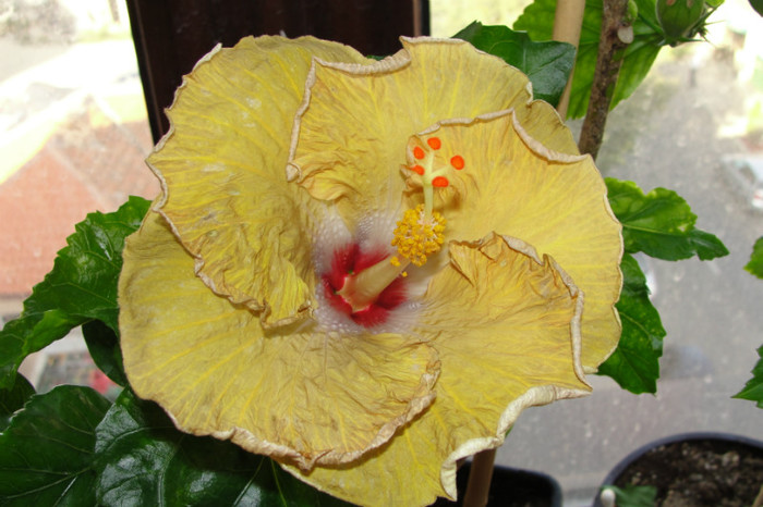 hibiscus Kattie Jones