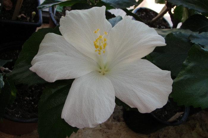 hibiscus Truly Fair