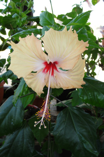 hibiscus Sprinkle Rain