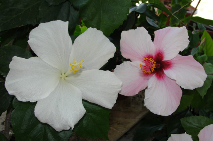 hibiscus Truly Fair si hibiscus Natal