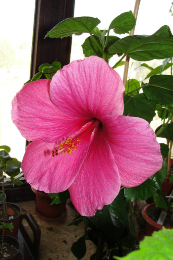  - B-hibiscus-2012 4