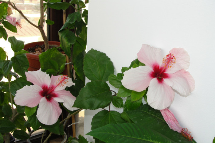hibiscus Natal