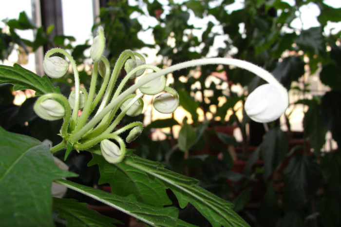 01.10.12 - B-clerodendroni