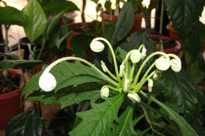  - B-clerodendroni