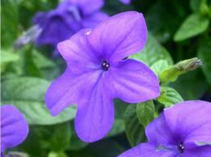 browallia - Ruellia humilis