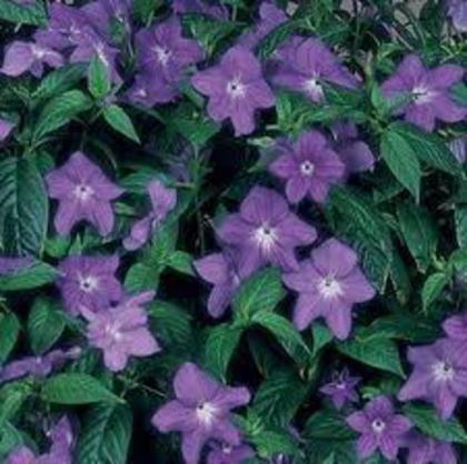 browallia - Ruellia humilis