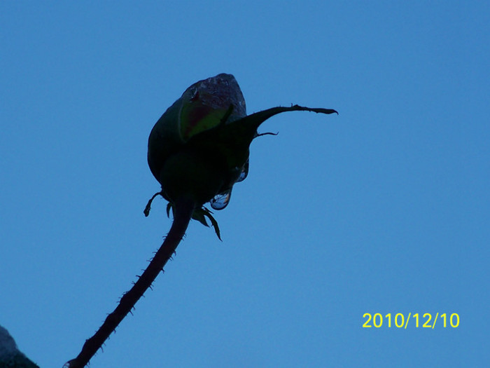 100_5280 - REGELE TRANDAFIRILOR