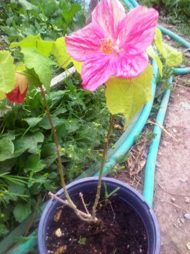 P120622016 - abutilon 2012