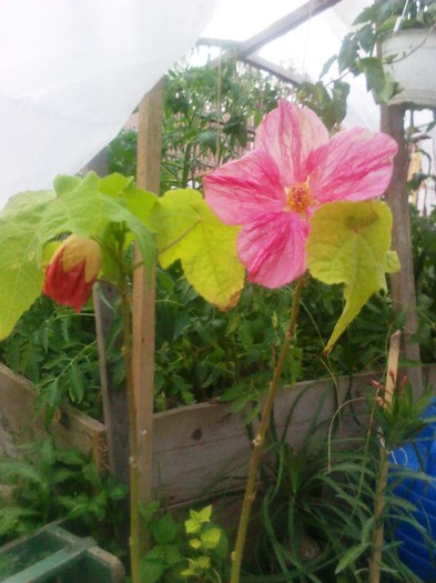 P120622014 - abutilon 2012