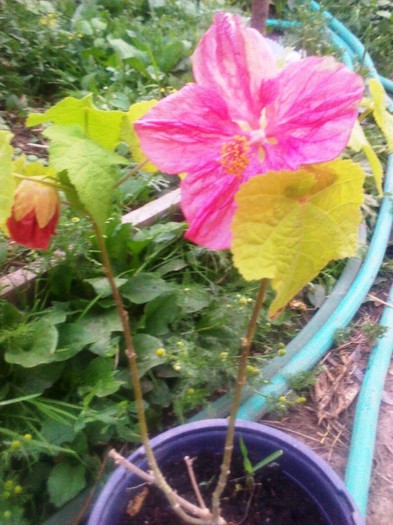 P120622015 - abutilon 2012