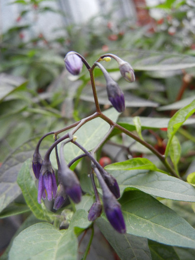 Solanum dulcamara (2012, Oct.13) - Solanum dulcamara