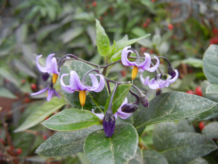 Solanum dulcamara (2012, Oct.13) - Solanum dulcamara