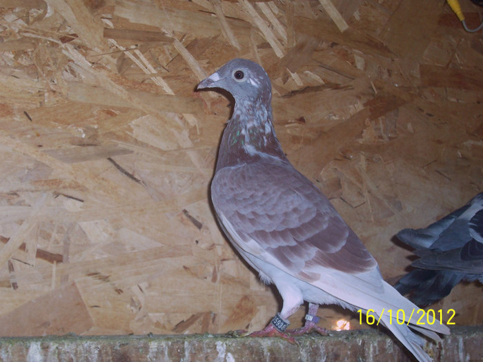 NEPOT DIN CAMPION LA DONETZ ROMICHER PAUL