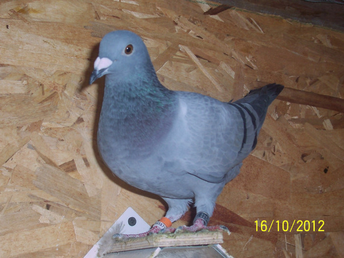 LOCUL 5 NIKOLAEV NAE MIHAILESCU