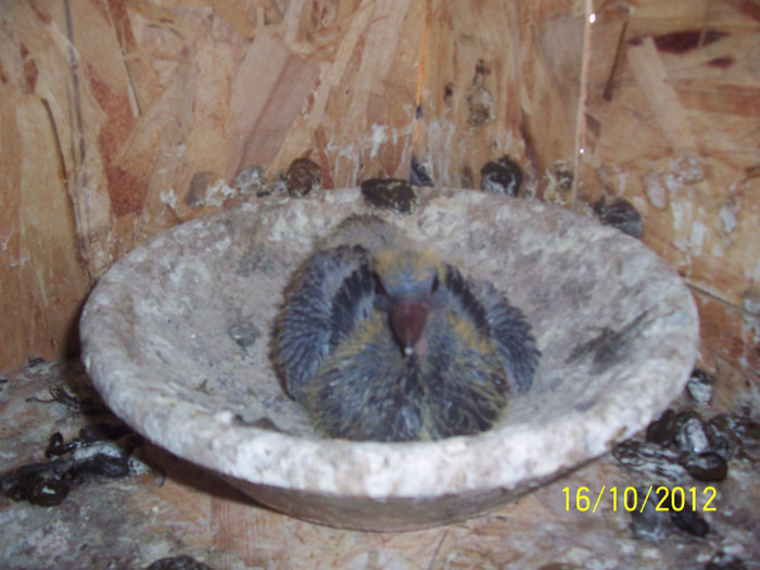 FRATE CAMPION NIKOLAEV 2012 (2181217)