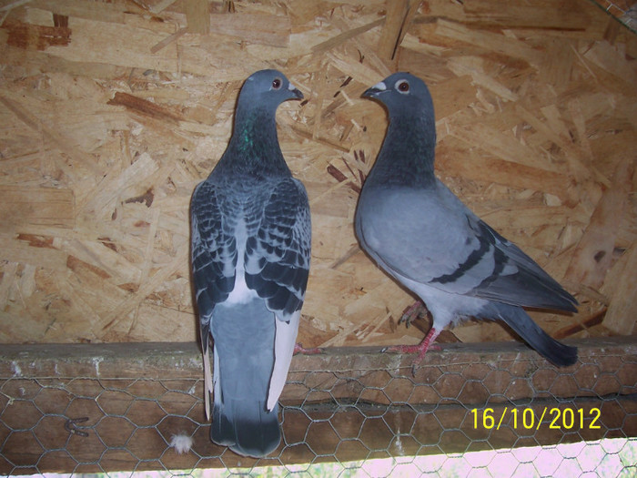 parintii campionului - f CAMPIONII 2012