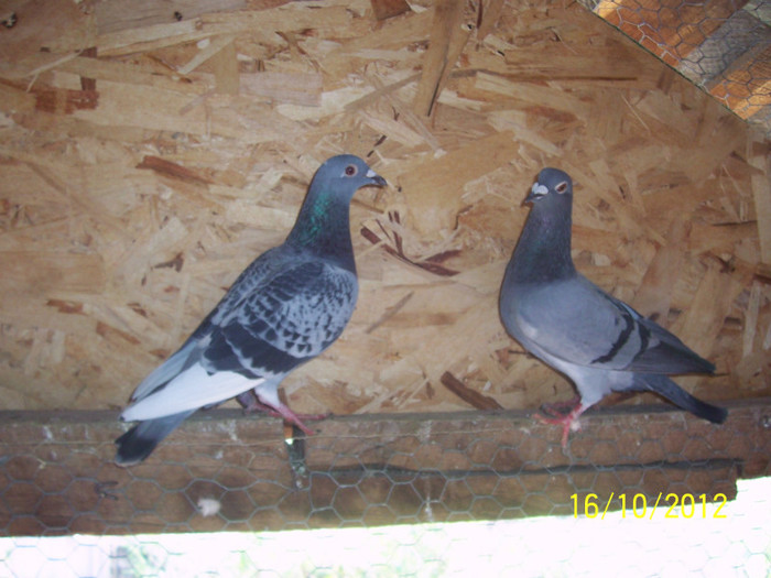 PARINTII CAMPIONULUI