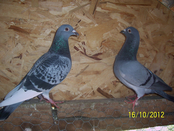 PARINTII CAMPIONULUI