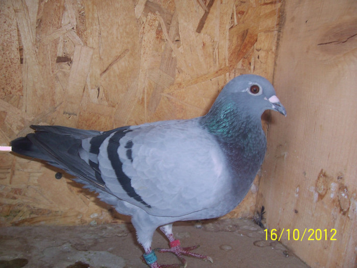 MAMA LOCUL 5 NAE MIHAILESCU NIKOLAEV