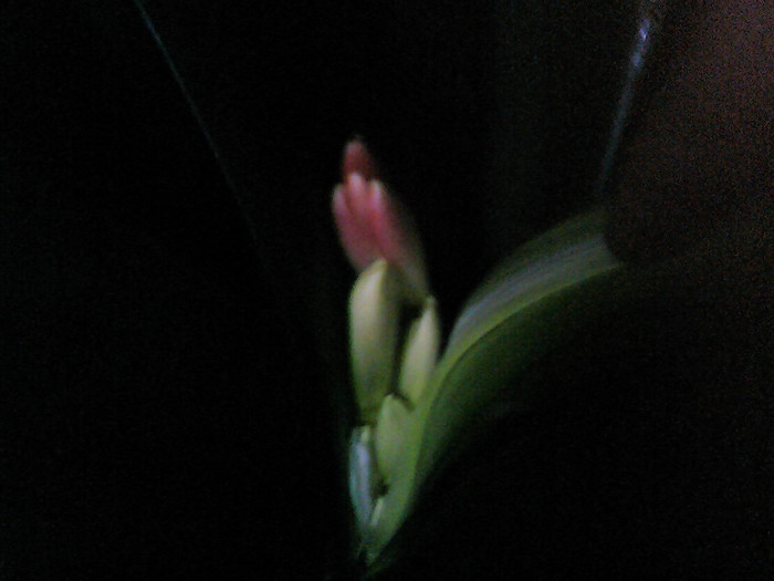 Picture 004 - CLIVIA