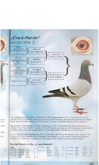 Crack Duivin - Porumbei Gaby Vandenabeele