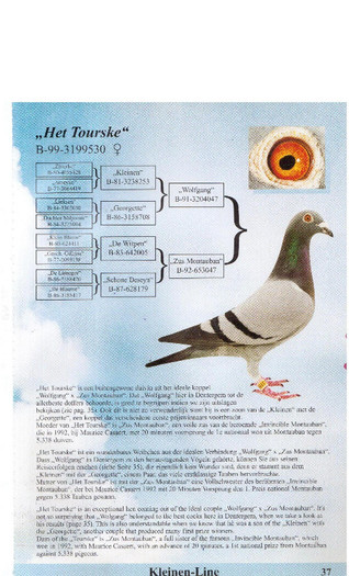 Het Tourske - Porumbei Gaby Vandenabeele