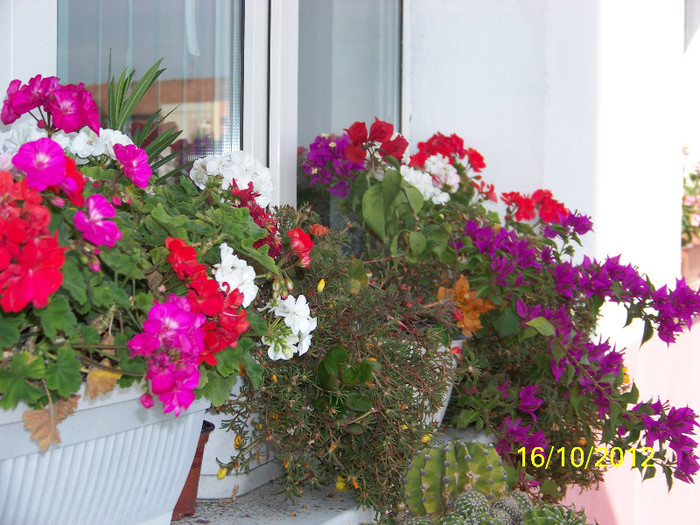 376_9116 - Flori 2012