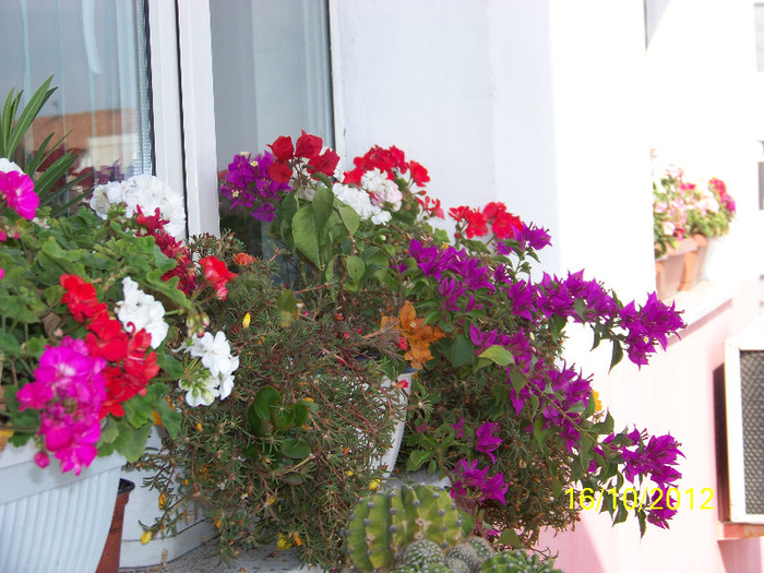 376_9118 - Flori 2012