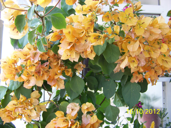 376_9149 - Flori 2012