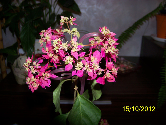 374_9094 - Flori 2012