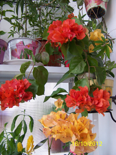 374_9107 - Flori 2012