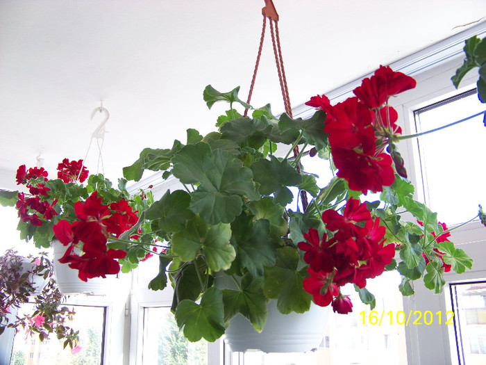 376_9140 - Flori 2012