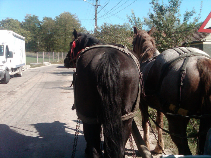 IMG00006-20121002-1420 - Cai