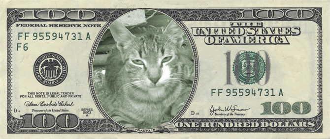 tigrisoara dolar - Pisicutele mele decedate