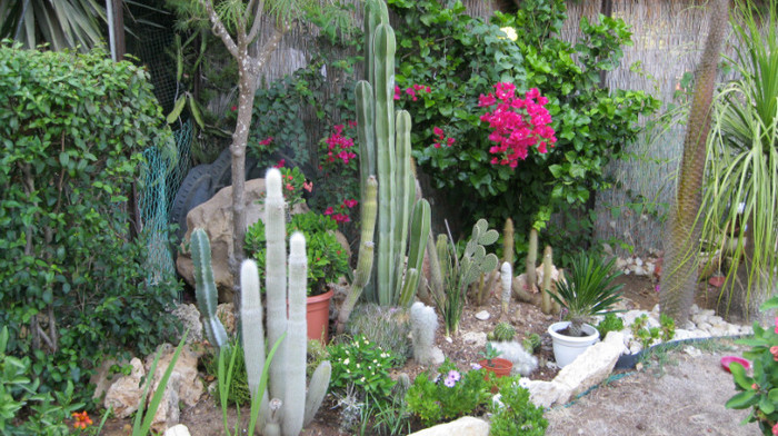 IMG_0593; cactusi si suculente
