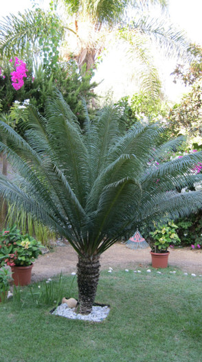 IMG_0597; cycas
