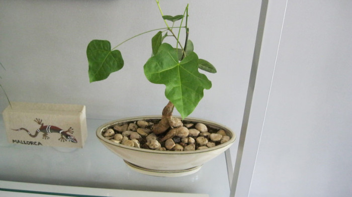 IMG_0612; bonsai in casa
