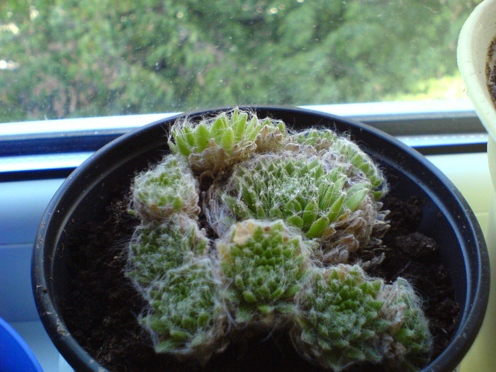 floare de piatra - Cactusi si suculente