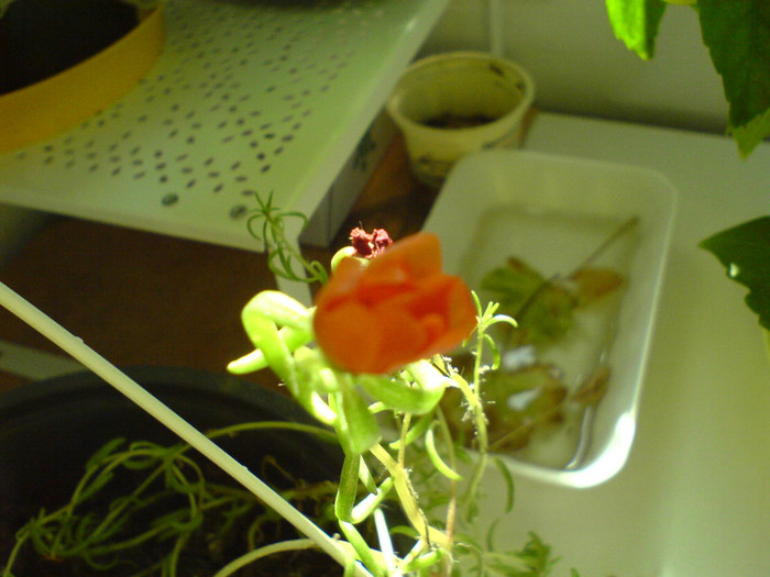floare de piatra Portulaca portocalie - Cactusi si suculente