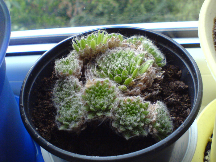 Sempervivum arachnoideum - Cactusi si suculente