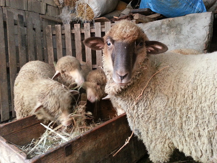 Cea mai blanda oaie - Merinos de Palas si tigai