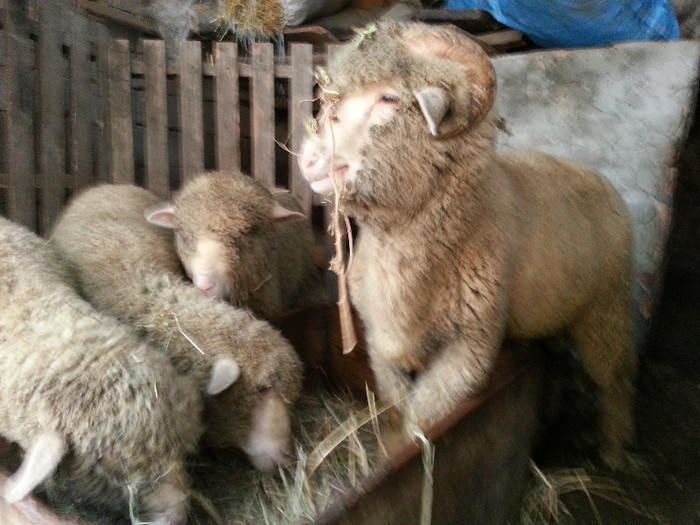 Berbec Merinos de Palas - Merinos de Palas si tigai