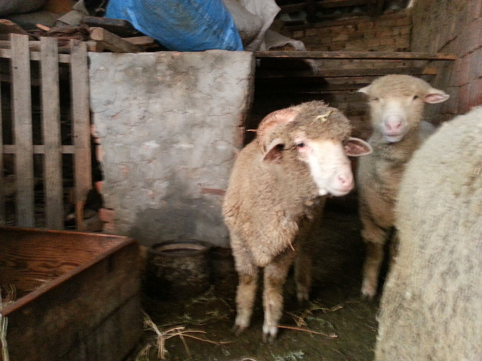 Berbec Merinos de Palas - Merinos de Palas si tigai