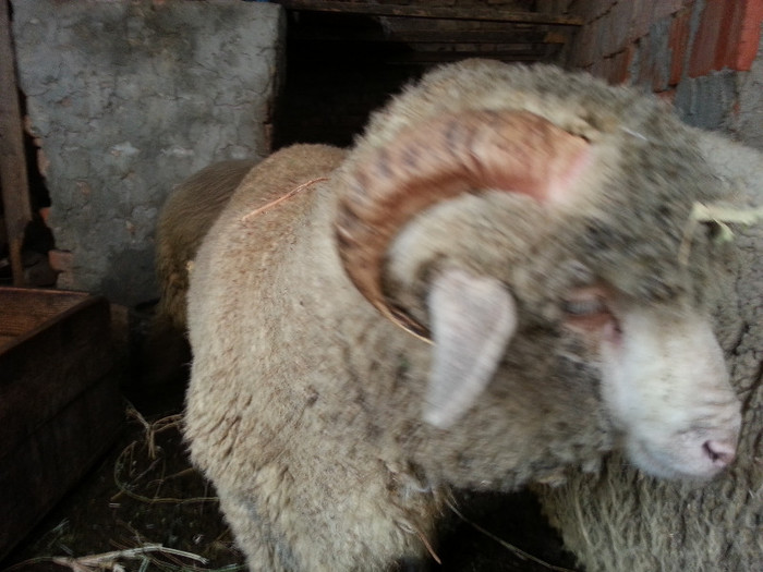 Berbec Merinos de Palas - Merinos de Palas si tigai