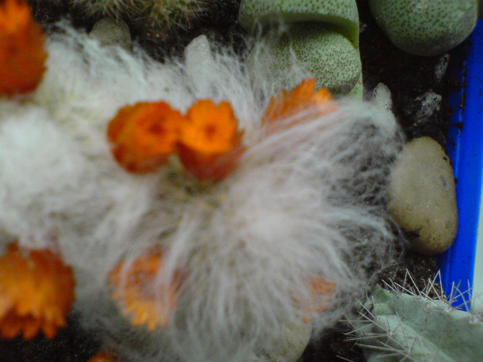 moate portocalii - cactusi